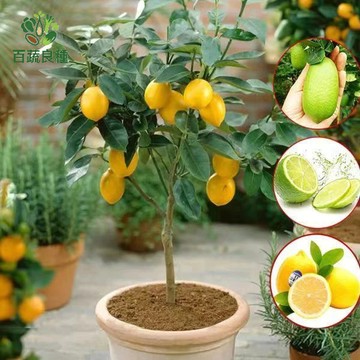 檸檬種子 檸檬籽 萊姆籽 四季檸檬 香水檸檬 果樹種子 香氣植物 觀賞植物 家庭果園 室內綠化植物 香花植物