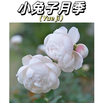【快速出貨】小兔子月季花 新品日本小灌木微型 超低價 種子濃香陽臺盆栽 地載 清新 淡雅 粉白 耐寒耐熱 四季微型玫瑰