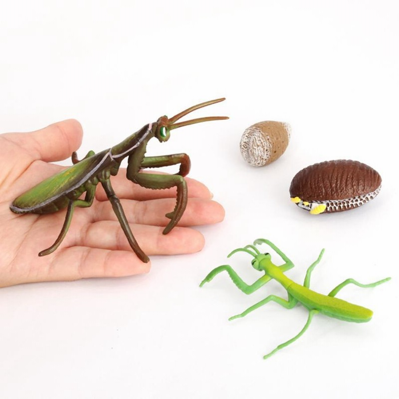 1セット昆虫ライフサイクルのカマキリ4 ステージ教室の授業アクセサリー教育玩具子供のための学生友人教師 通販 Lineポイント最大get Lineショッピング