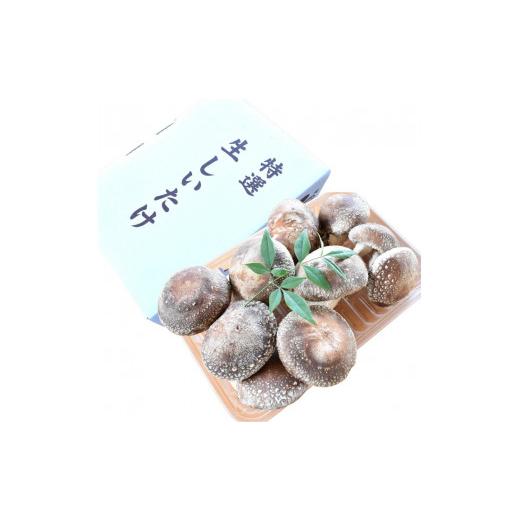 ふるさと納税 茨城県 鉾田市 原木しいたけ　1パック（400g）入り／1箱