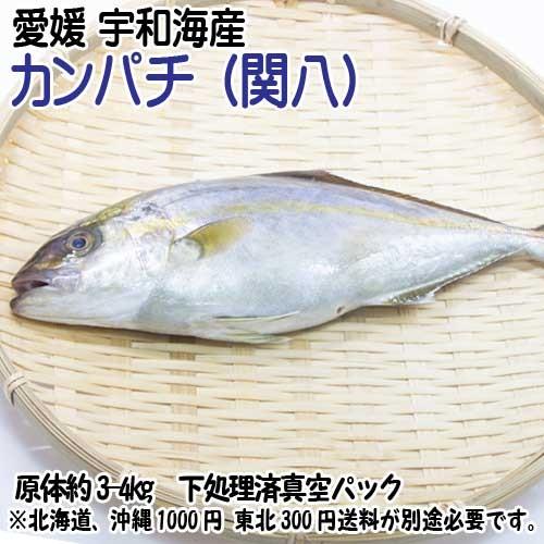 愛媛 カンパチ 3-4kg原体サイズ 刺身 煮魚 焼魚 干物 下処理済み 浜から直送 送料無料 北海道・沖縄・東北は別途送料 宇和海の幸問屋