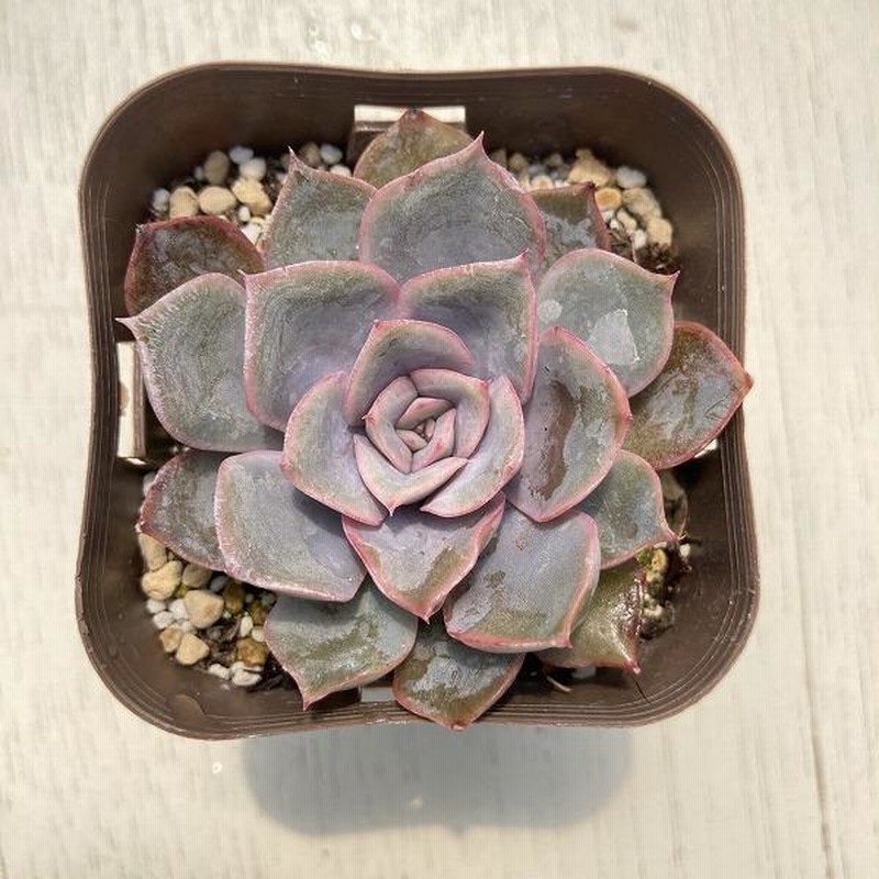 多肉植物 エケベリア メニーナ 7.5cmポット苗 通販 LINEポイント最大0.5%GET LINEショッピング