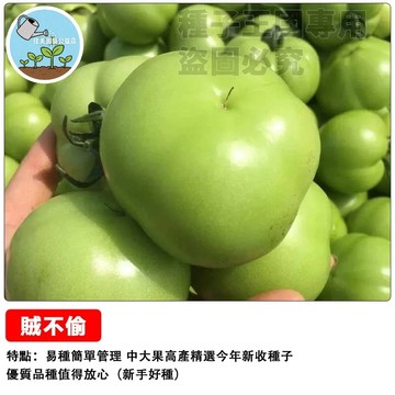 賊不偷番茄種子 青番茄種子~口感鮮甜脆~青柿子~東北綠番茄~ 鮮食料理 耐熱強 結果豐碩 易種蔬菜種子#tomato