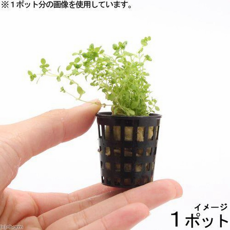 水草）ミニポット 南米産ミズハコベ（水上葉）（無農薬）（1