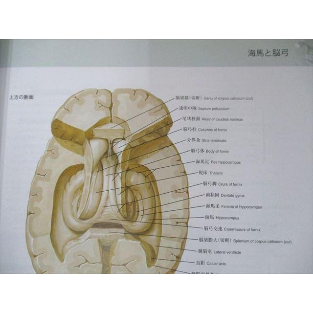 US82-063 南江堂 ネッター解剖学アトラス 原書第5版 2011 34M3D