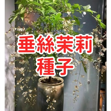 【選垂絲茉莉種子】 垂絲茉莉種子 垂枝茉莉 蕾絲花 茉莉花 台灣盆栽園藝種植發芽開花室內植物觀葉香花垂吊易種耐陰