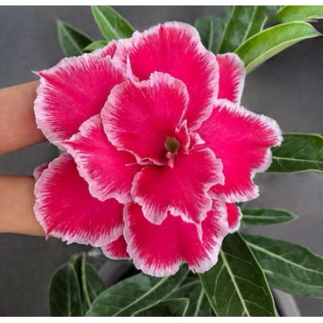 台灣現貨現發 四季開花 沙漠玫瑰牡丹花 玫瑰花種子 沙漠種子 植物種子 室內庭院盆栽 發芽率及高 觀賞極品哦購滿289蝦