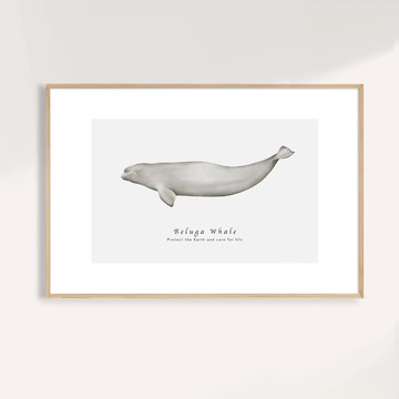 白鯨 Beluga Whale / 海洋動物插畫掛畫 / 藝術無框輸出