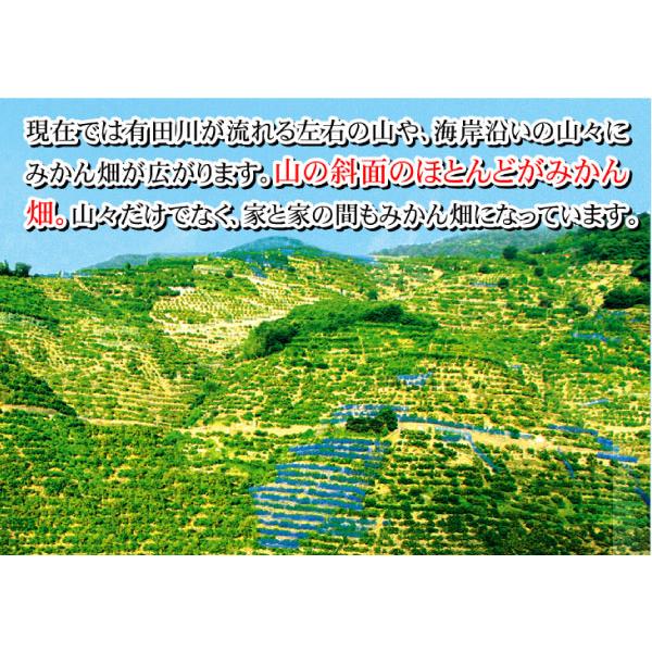 みかん 10kg 有田みかん 和歌山産 ご家庭用 蜜柑 送料無料 食品