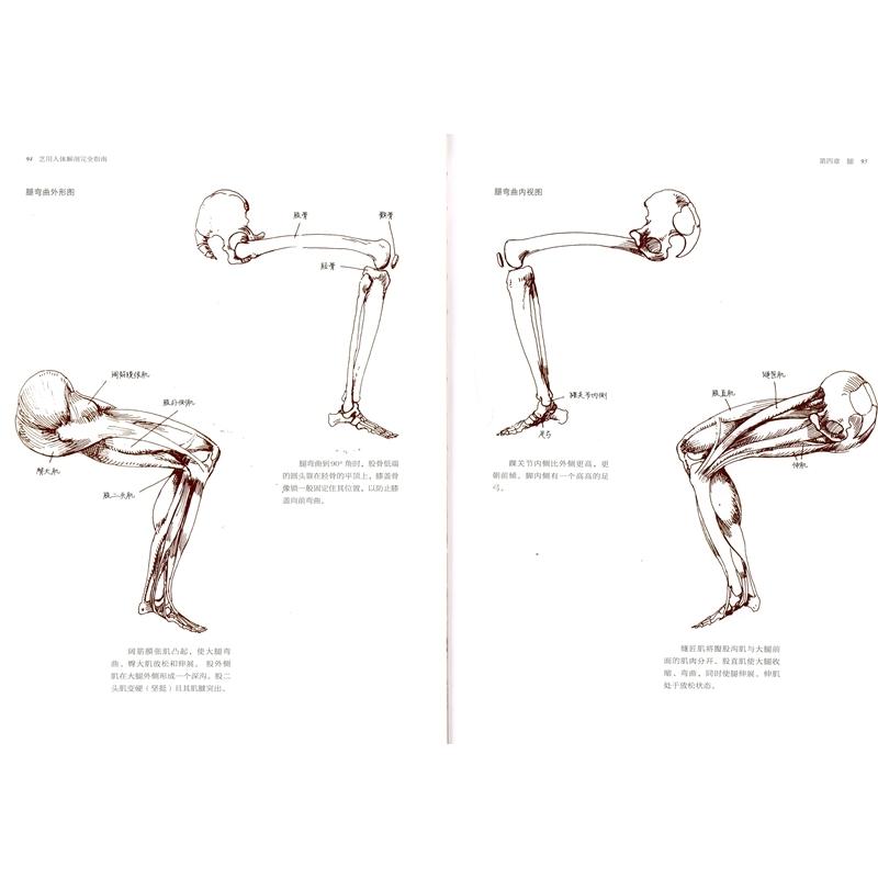 芸用人体解剖完全ガイド　Anatomy a complete guide　中国語版美術 #33402;用人体解剖完全指南 (手#32472;版)