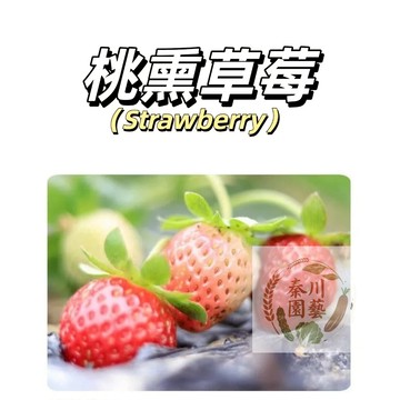 台灣現貨（桃熏草莓種子CM-13）日本草莓品種~小果型~顏色比較淡甜度中等~四季可種盆栽水果種子