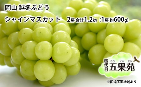 越冬 ぶどう シャイン マスカット 2房 合計1.2kg（1房 約600g）岡山県産 四代目 五果苑