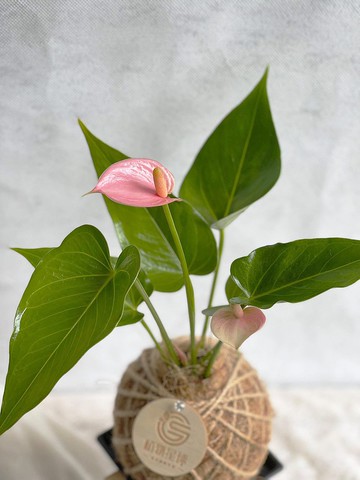 PD48粉紅火鶴小苔球