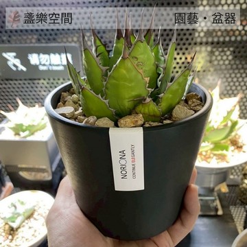 花盆 盆器 黑化厚盆 加厚環保塑膠花盆 多肉盆 花盆 塑膠盆