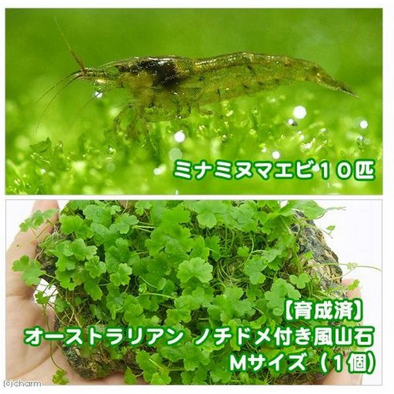 エビ 水草 育成済 オーストラリアン ノチドメ付き風山石 ｍサイズ ミナミヌマエビ付 北海道 九州 沖縄航空便要保温 通販 Lineポイント最大0 5 Get Lineショッピング