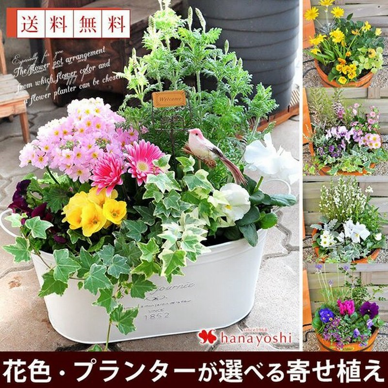 寄せ植え おしゃれ プランターが選べる 季節のおまかせカントリーガーデン 旬のお花をたっぷり 鉢植え お祝い 花 誕生日プレゼント 通販 Lineポイント最大0 5 Get Lineショッピング