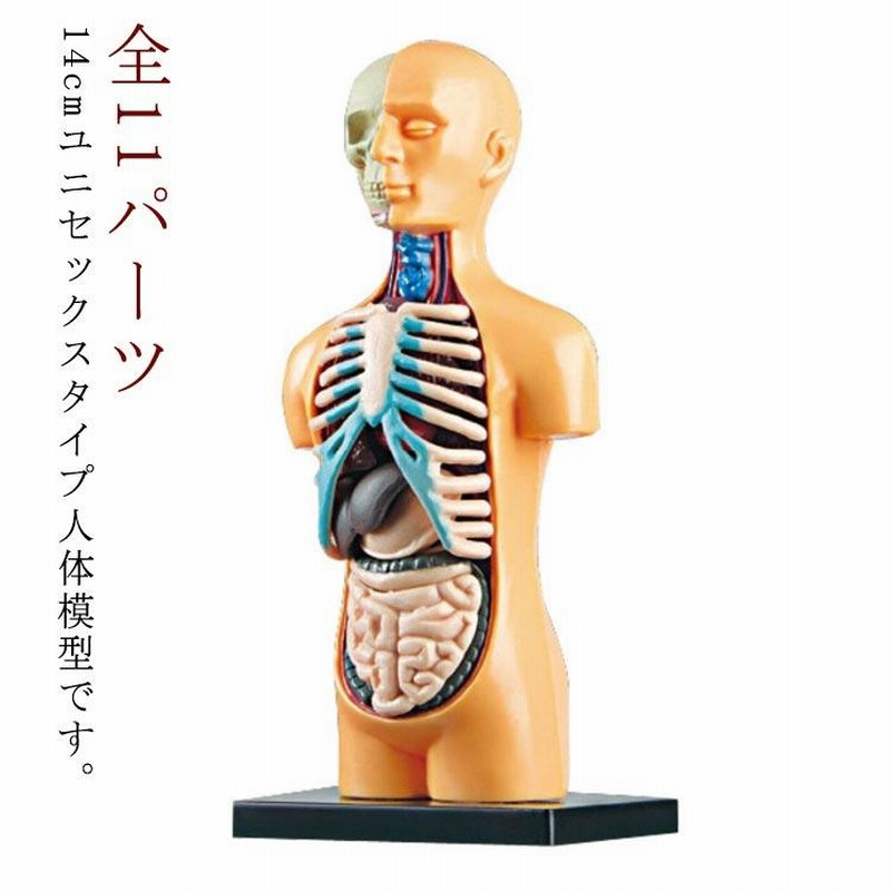 内臓模型 組み立て 11ピース パーツ取り外し可 筋肉 お腹の