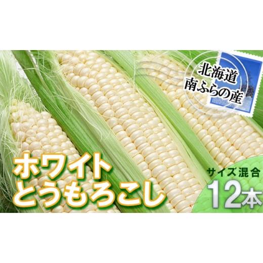 ふるさと納税 北海道 南富良野町 南ふらの産 朝採り とうもろこし (ホワイト)12本 北海道 南富良野町 とうもろこし 2024年発送 先行予約