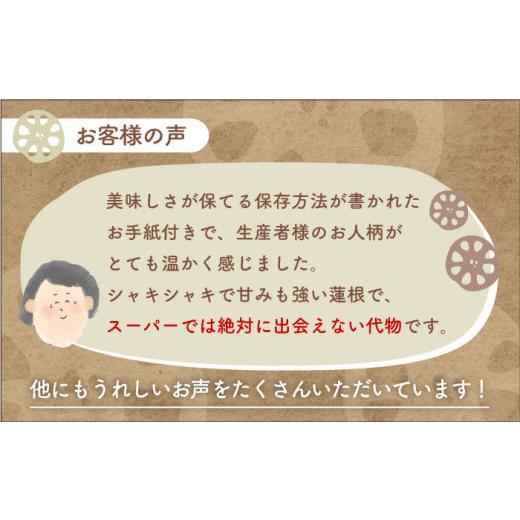 ふるさと納税 佐賀県 白石町 やみつきになる甘さ！ 松尾青果のこだわり白石れんこん 4節入り（約1.3kg〜1.5kg）蓮根 レンコン 野菜 …