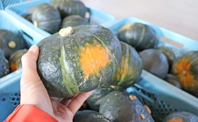 北海道 富良野市産 かぼちゃ「ブラックのジョー」 10kg (中山農園)