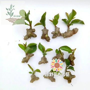青禾園藝（重樓種子）七葉一枝花種子（文山藤三七種子小年藥，土三七田七種子）名貴中藥材種子 野外庭院盆栽地栽