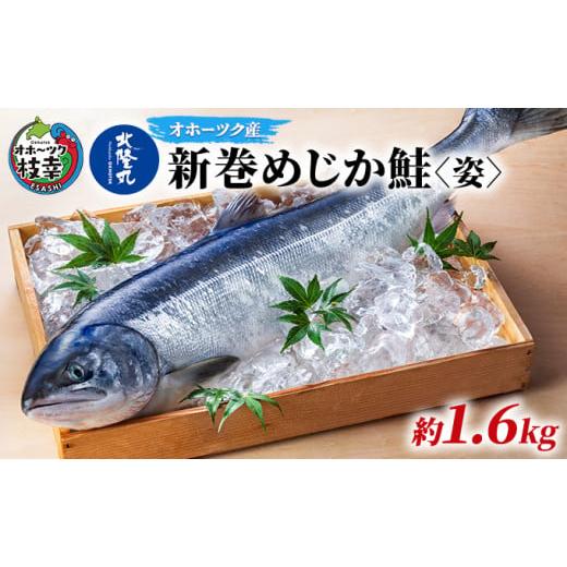 ふるさと納税 北海道 枝幸町 北隆丸 新巻めじか鮭〈姿〉約1.6kg オホーツク枝幸産