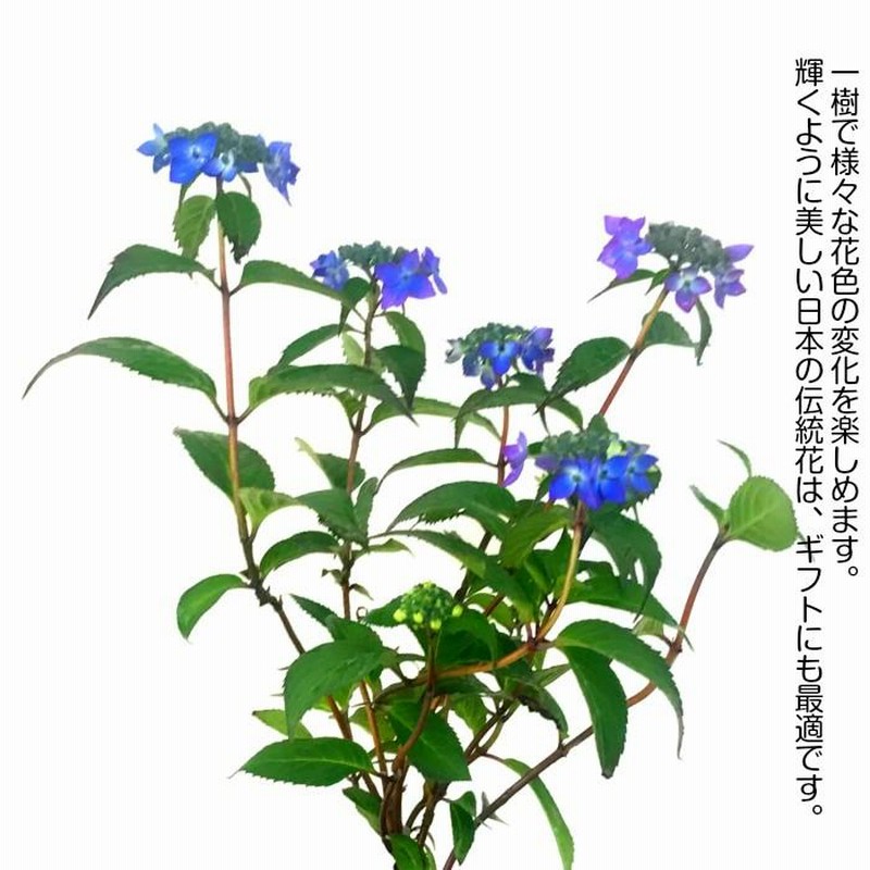 紫陽花 大特価！残り僅か！トワイライトバイオレット 秋色 紫陽花