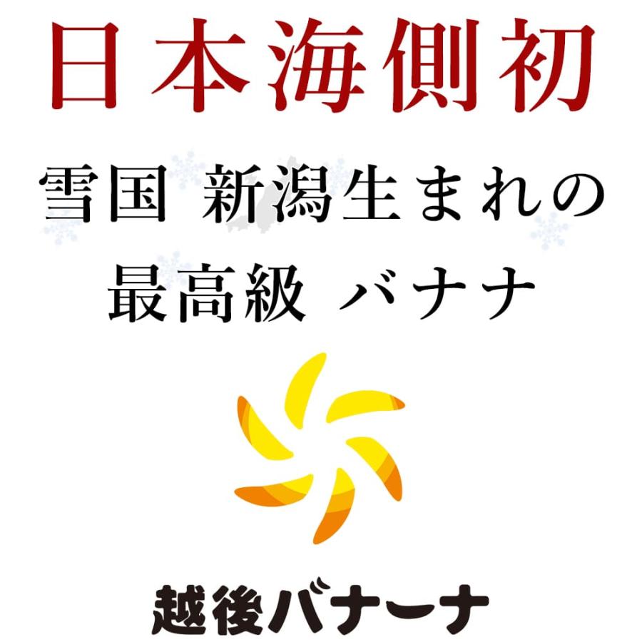 バナナ 国産無農薬 新潟県産 越後バナーナ 約500gギフトボックス 皮ごと食べられるバナナ フルーツ 贈り物 贈答 数量限定 最高級バナナ