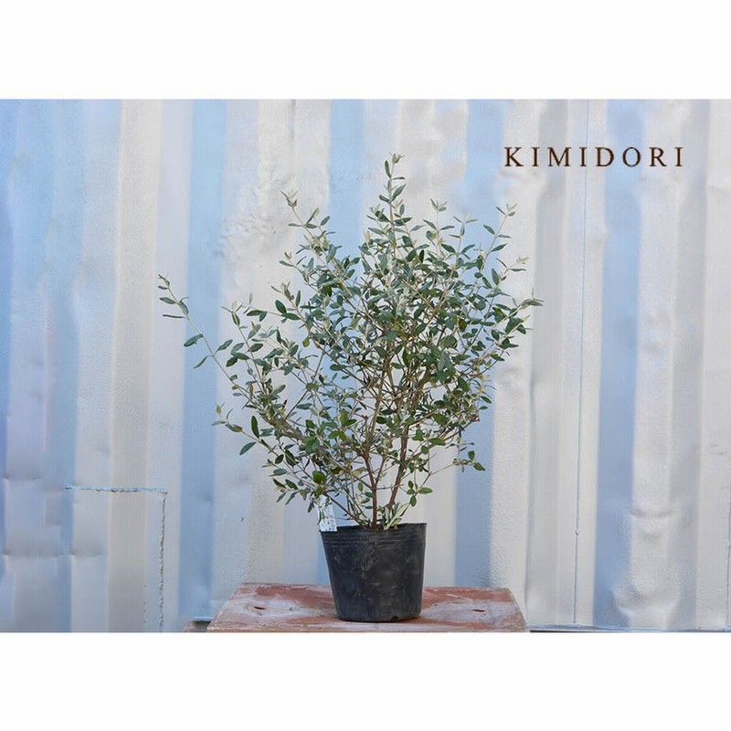 ツリージャーマンダー ハーブ 植木 庭木 苗 花 シルバーリーフ 花 ガーデニング 観葉植物 常緑 カラーリーフ 樹高 60 70cm イングリッシュ ガーデン 通販 Lineポイント最大0 5 Get Lineショッピング