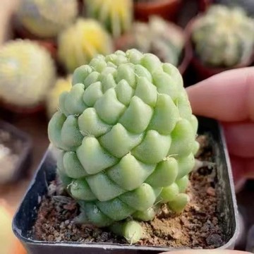 苔鑽🍀泰菊蓮仙人球/稀有多肉/實生/植株約5-6公分/多肉植物/塊根植物/辦公室小物/家庭