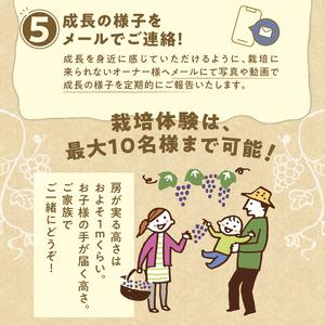 ふるさと納税 忍野村産　ぶどうの樹（シャインマスカット他、品種は相談の上決定します）　２シーズンオーナープラン　苗木植付、栽培、収穫 山梨県忍野村