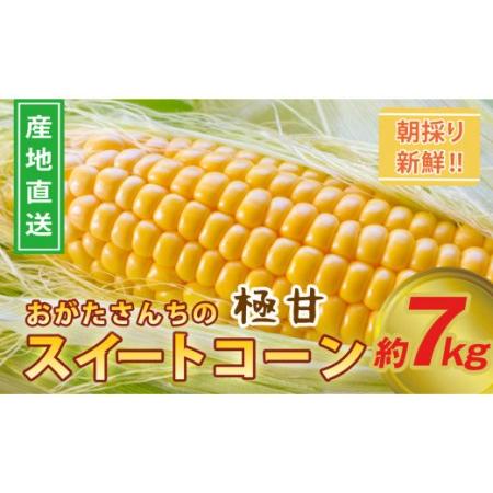 ふるさと納税 緒方さんちのスイートコーン『イエロー』7kg　西都産＜1-43＞ 宮崎県西都市