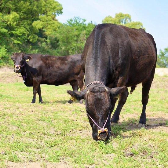 ◆黒毛和牛の赤身肉　ヒレステーキ400g＜さかうえ＞