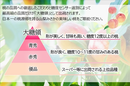 ＜2024年先行予約＞桃 秀品 1.5kg 大糖領 糖度12％以上※クール便配送 177-001