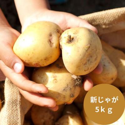 ふるさと納税 雲仙市 新じゃがいも 飛子の馬鈴薯 5kg(秋じゃが)