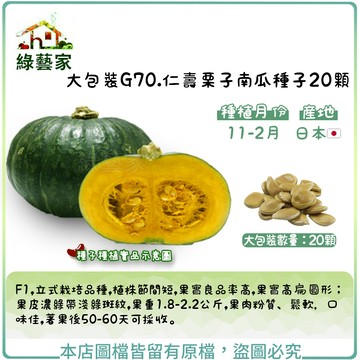 【綠藝家】大包裝G70.仁壽栗子南瓜種子20顆 F1,立式栽培品種,植株節間短,果實良品率高,果實高扁圓形