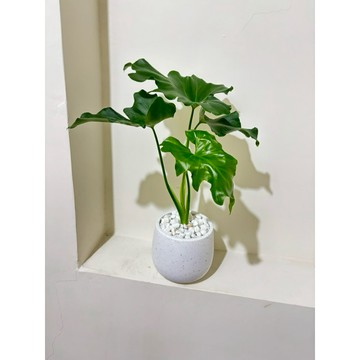 ☘️小天使蔓綠絨盆飾☘️熱帶觀葉植物、生氣蓬勃的寓意