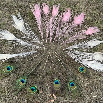 ✨免運可開發票#白色彩色天然孔雀羽毛 DIY飾品配件羽毛插花裝飾頭飾網紅拍照道具