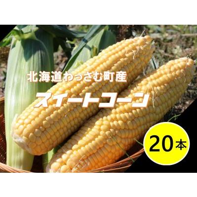 ふるさと納税 ≪令和6年産≫和寒産スイートコーン（20本セット） 北海道和寒町