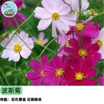🌼【懶人花海 速成首選】波斯菊種子 混合色 大花波斯菊 新手必種 野花景觀 陽台花壇 蜜源植物 四季可播