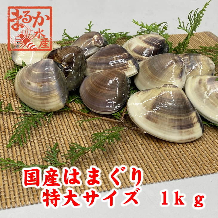 活はまぐり　特大サイズ 90ｇ～140ｇ　7～11個 　1ｋｇ分　国産　[はまぐり]