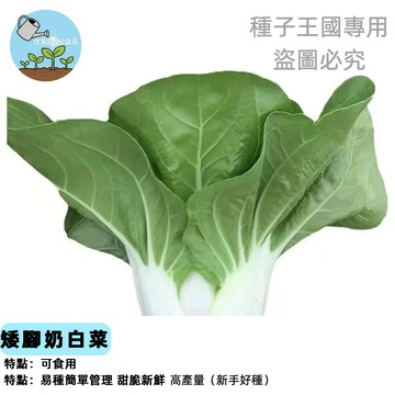 【台灣現貨】矮腳奶白菜種子 小白菜 湯匙菜 快菜 30天速收 四季可種 耐熱品種 新手友善 陽台盆栽 家庭菜園 有機蔬菜