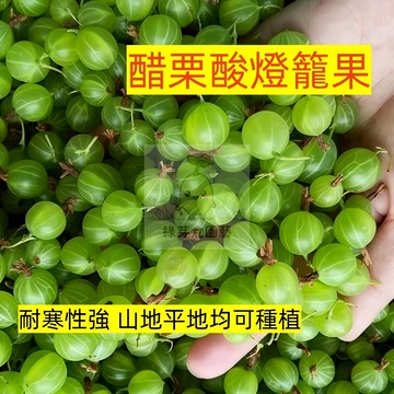 🌱早熟高產（醋栗酸燈籠果種子DLG-3）抗旱抗寒 平地山地可種 姑娘果 新手易種  抗病抗旱易種植 高產水果蔬菜種子