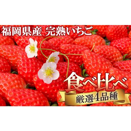 ふるさと納税 いただきいちご園の食べ比べセット 厳選4品種 ボリュームギフト 化粧箱入り 福岡県小郡市