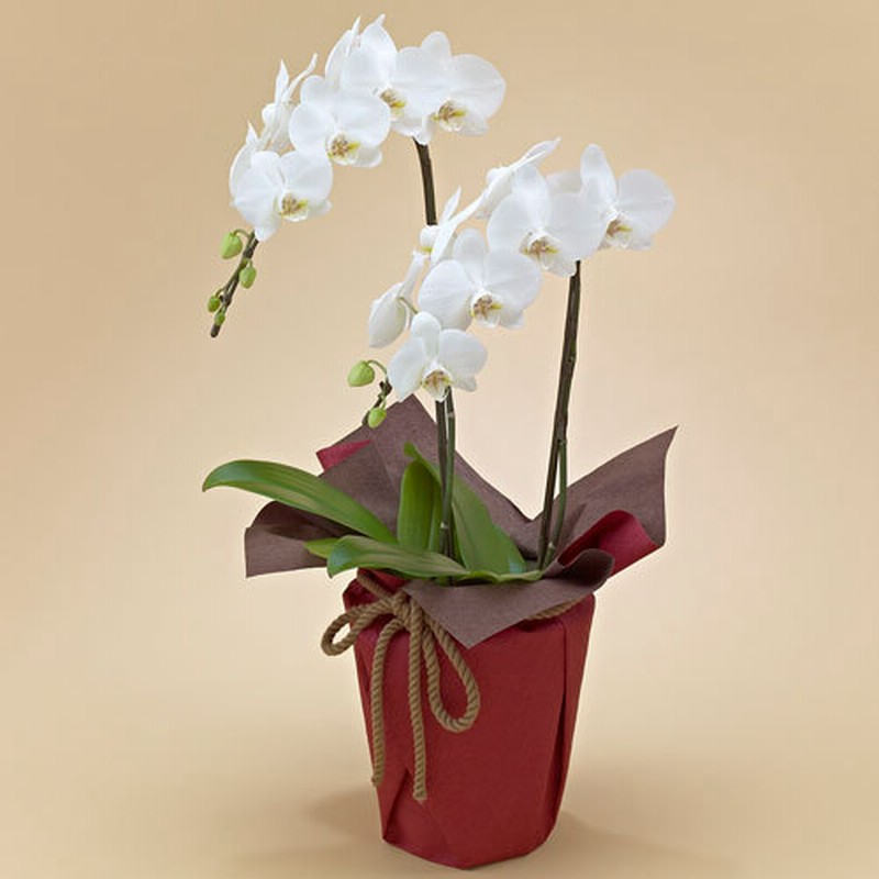 ミディ胡蝶蘭 ホワイト 2本立ち ラン 鉢物 観葉植物 通販 Lineポイント最大7 0 Get Lineショッピング