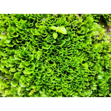 苔鑽🍀人工培育-花葉溪蘚「片裝6x6cm」水生、陸生皆可 微景觀 半水景生態缸 苔蘚 青苔 微景觀造景 DIY生態瓶造景