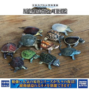 E哥❤Tomy日本正版散貨立體百科爬行類圖鑑烏龜陸龜海龜模型收藏擺件