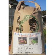 茂原市産こしひかり玄米10kg