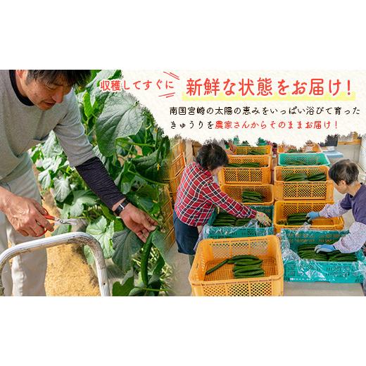 ふるさと納税 宮崎県 新富町 産地直送「もぎたて」きゅうり 約2.5kg（23〜27本）宮崎県新富町産