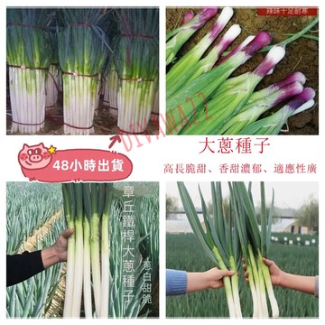 12h出貨 大蔥種子 （100-200粒）農家留種大蔥 鐵桿大蔥 紅皮大蔥 多款大蔥種子 產量高 發芽率高 畝產豐富